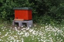 Bienen im Schulgarten